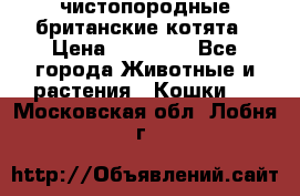 чистопородные британские котята › Цена ­ 10 000 - Все города Животные и растения » Кошки   . Московская обл.,Лобня г.